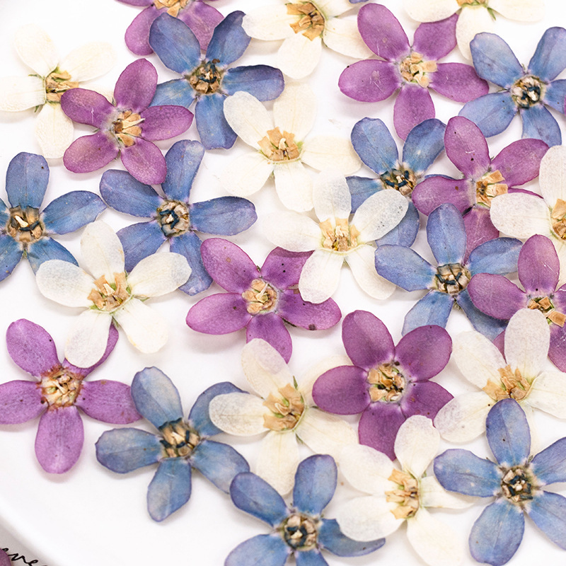 12pcs,Pressed Blue Star Flower – Dried Flower Pressed Bewertung und Preis
