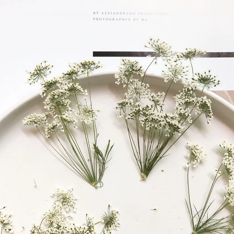 5-7cm/12pcs,Snow Tiny Flowers  – Dried Flower Pressed Bewertung und Preis