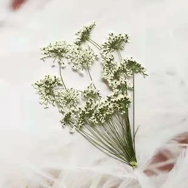 5-7cm/12pcs,Snow Tiny Flowers  – Dried Flower Pressed Bewertung und Preis