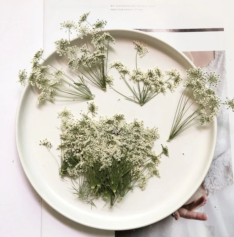 5-7cm/12pcs,Snow Tiny Flowers  – Dried Flower Pressed Bewertung und Preis