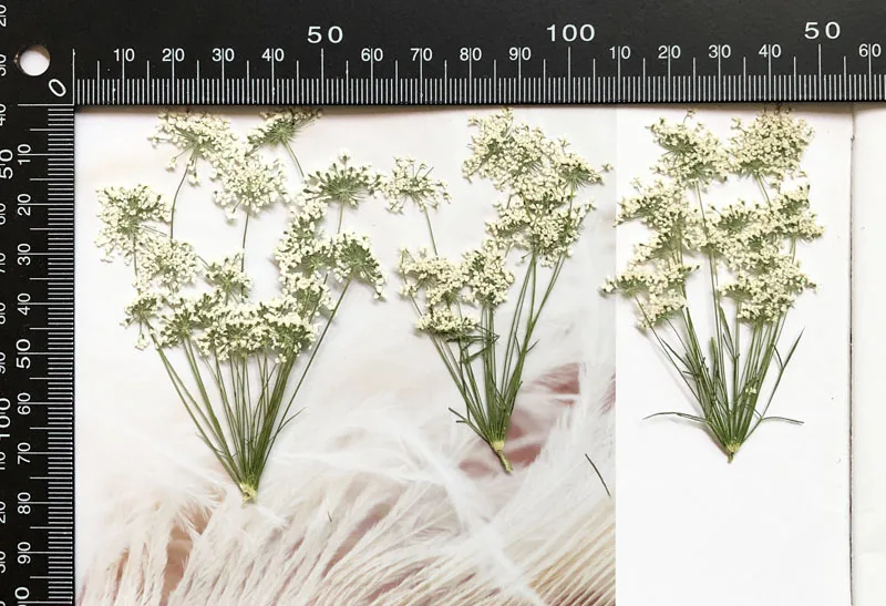5-7cm/12pcs,Snow Tiny Flowers  – Dried Flower Pressed Bewertung und Preis