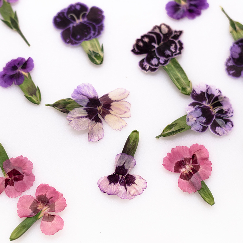24pcs,Pressed Dried Dianthus F – Dried Flower Pressed Bewertung und Preis