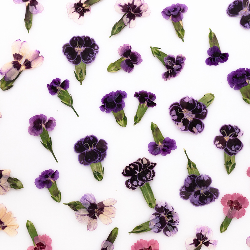 24pcs,Pressed Dried Dianthus F – Dried Flower Pressed Bewertung und Preis