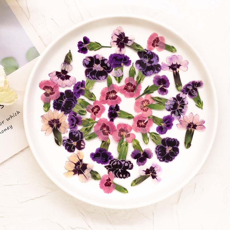 24pcs,Pressed Dried Dianthus F – Dried Flower Pressed Bewertung und Preis