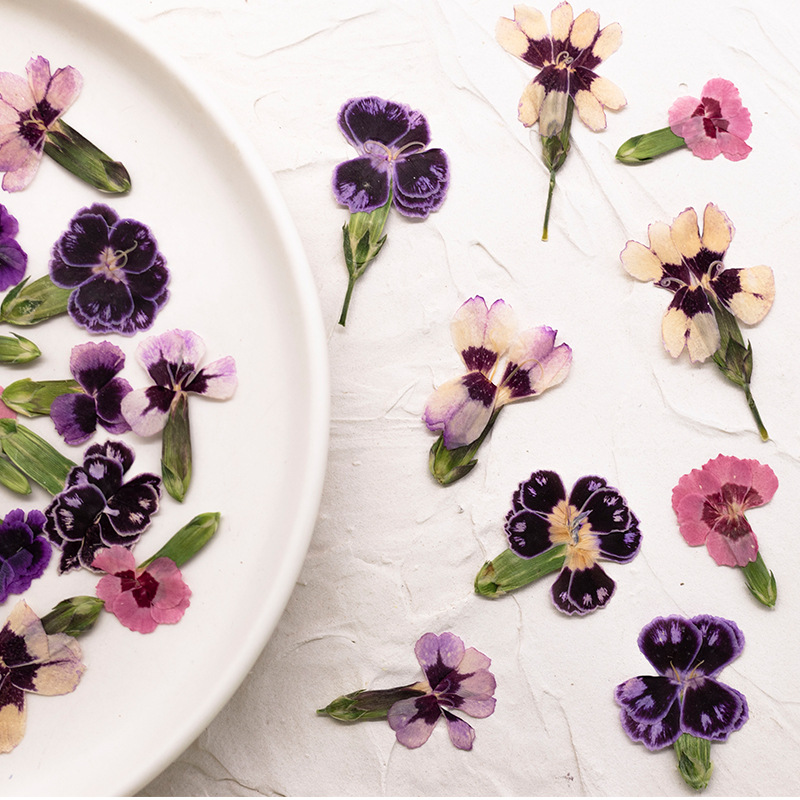 24pcs,Pressed Dried Dianthus F – Dried Flower Pressed Bewertung und Preis