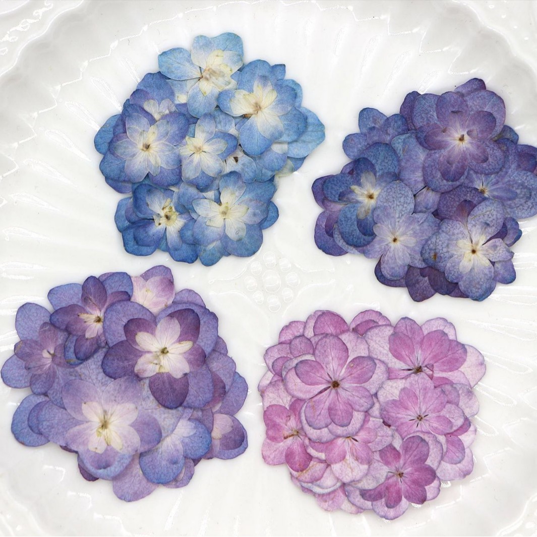 60Pcs Mini Double-Flowered Hyd – Dried Flower Pressed Bewertung und Preis