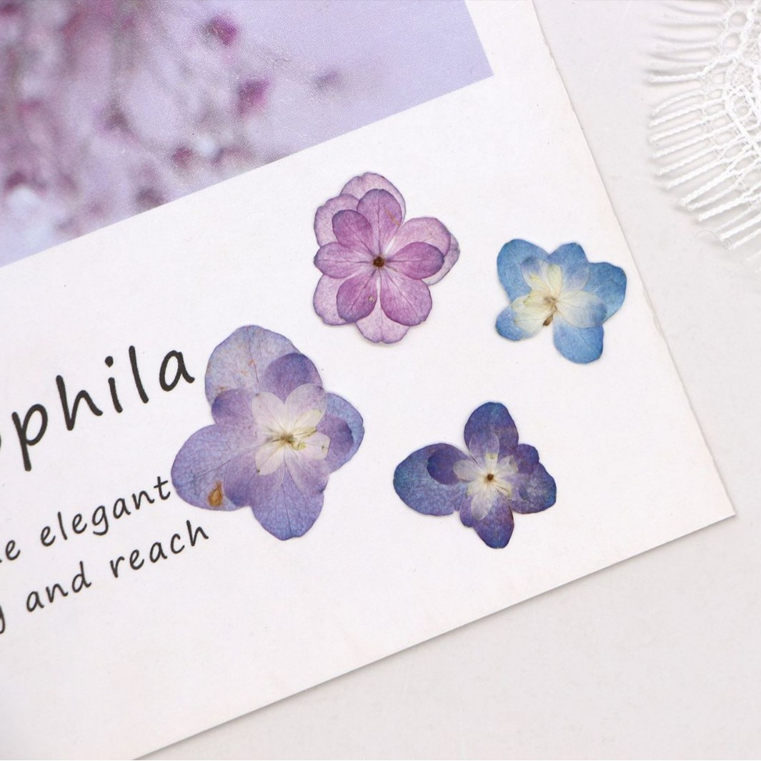 60Pcs Mini Double-Flowered Hyd – Dried Flower Pressed Bewertung und Preis