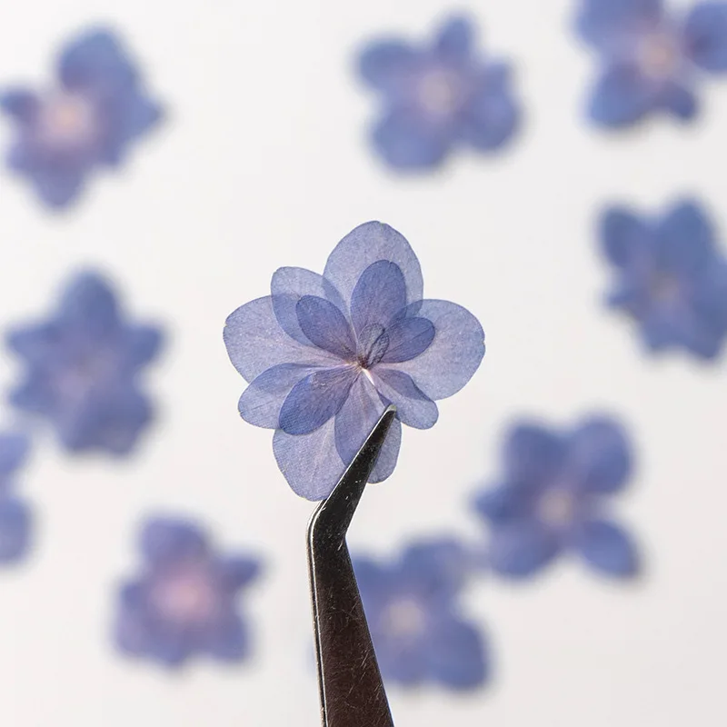 12pcs,natural Double petal Hyd – Dried Flower Pressed Bewertung und Preis