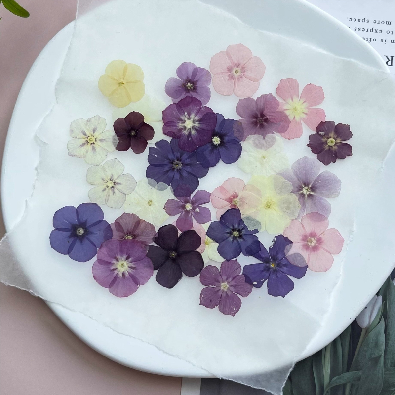 12pcs,Semi-Transparent Niche P – Dried Flower Pressed Bewertung und Preis