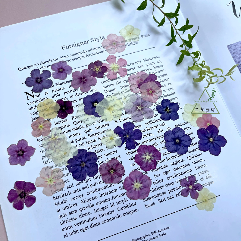 12pcs,Semi-Transparent Niche P – Dried Flower Pressed Bewertung und Preis