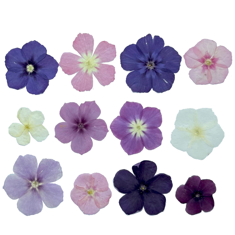 12pcs,Semi-Transparent Niche P – Dried Flower Pressed Bewertung und Preis