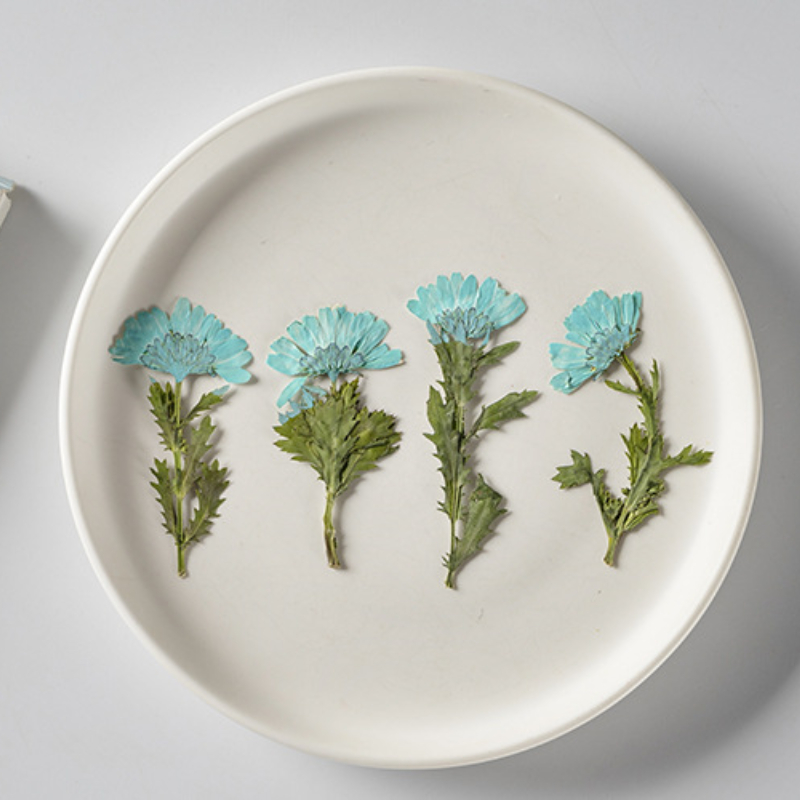 5-8cm/24pcs,Side pressed cryst – Dried Flower Pressed Bewertung und Preis