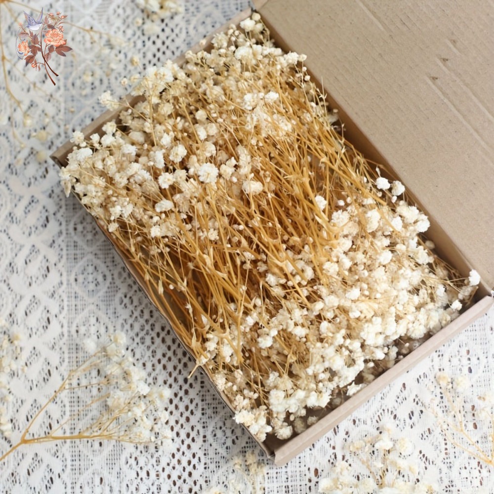 100pcs Mini Dried Baby's Breat – Dried Flower Pressed Bewertung und Preis