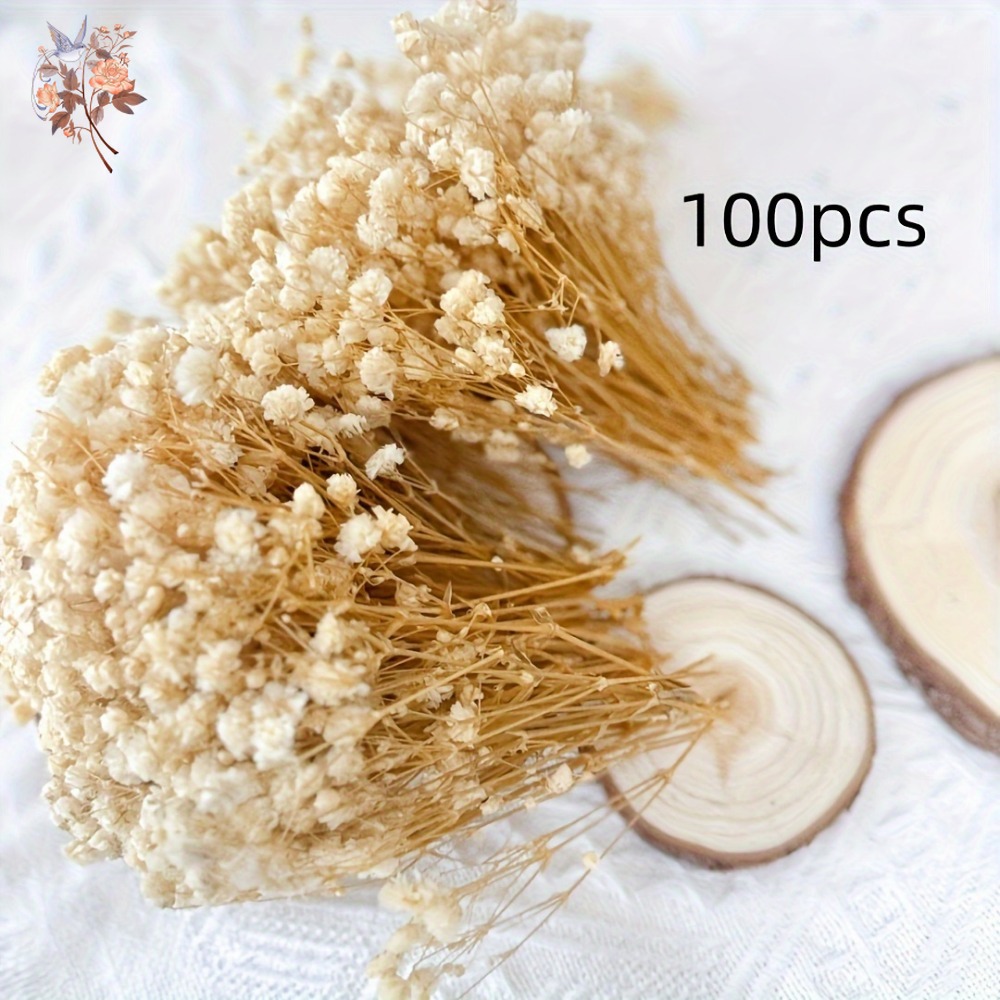 100pcs Mini Dried Baby's Breat – Dried Flower Pressed Bewertung und Preis