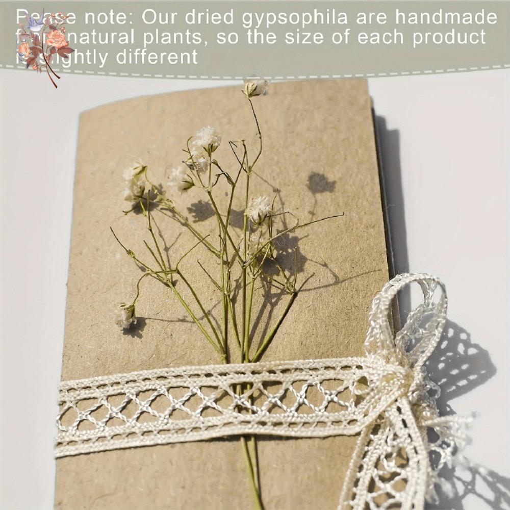 100pcs Mini Dried Baby's Breat – Dried Flower Pressed Bewertung und Preis